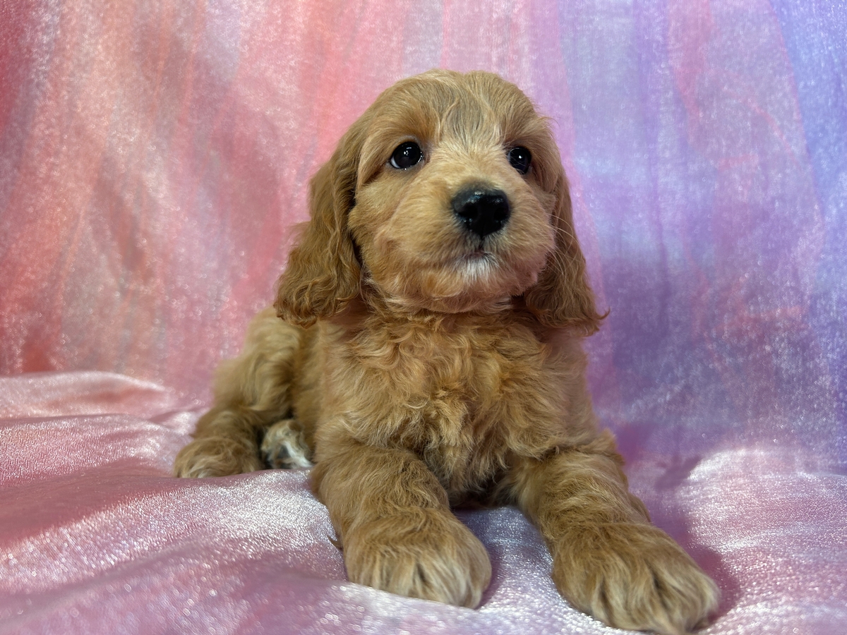 New Lower Price!!  Male Cockapoo Puppy for Sale DOB 10-2-2024 $750 